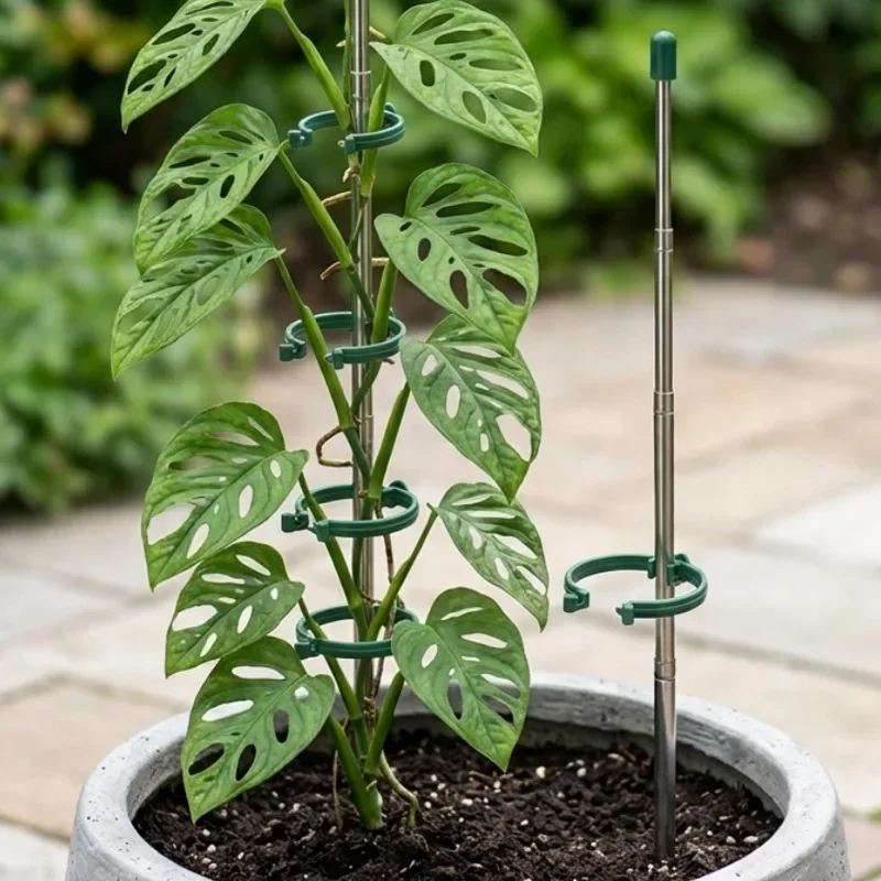 วงแหวนรองรับต้นไม้แบบยืดหดได้  - Plant Parent Tools บทวิจารณ์และราคา
