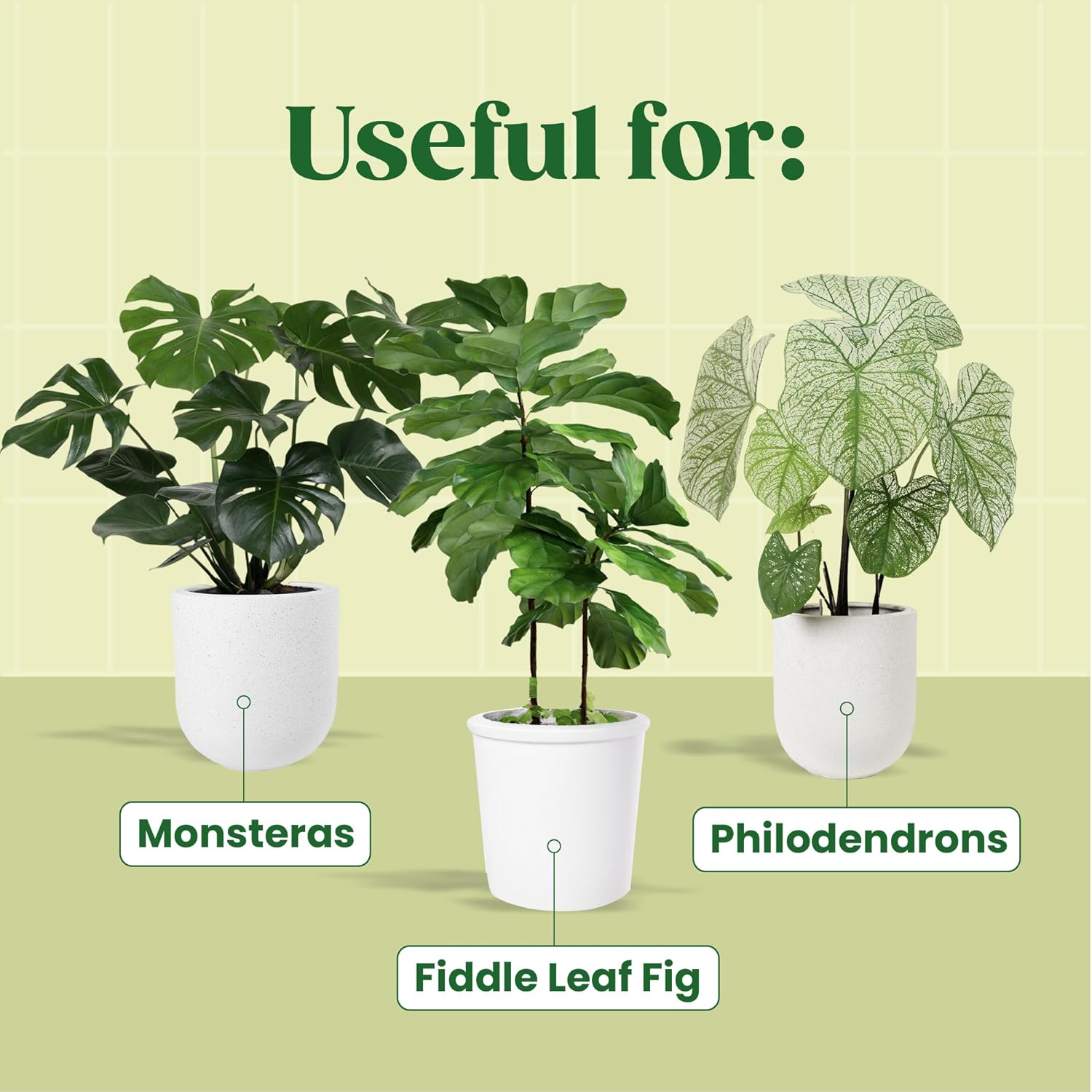 คาโลยาโนฟ แพลนท์ เซรั่ม เอ็น ° - Fiddle Leaf Fig บทวิจารณ์และราคา