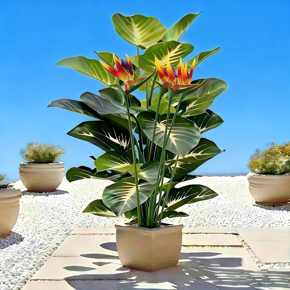 ต้นปักษาสวรรค์และต้นโพธิ์ประดิ - Fiddle Leaf Fig บทวิจารณ์และราคา