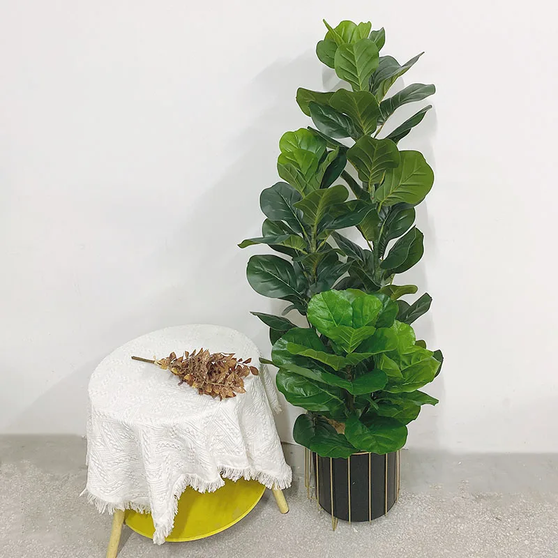 ต้นไม้เขตร้อนขนาด 35-150 ซม. ต - Fiddle Leaf Fig บทวิจารณ์และราคา