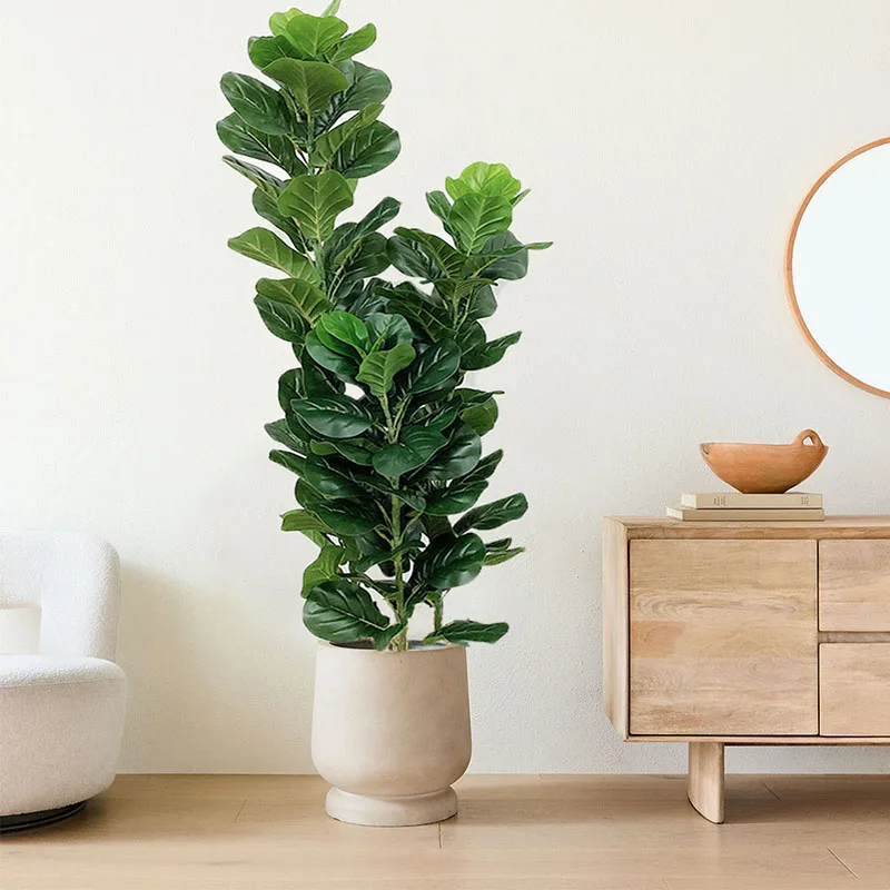 ต้นไม้เขตร้อนขนาด 35-150 ซม. ต - Fiddle Leaf Fig บทวิจารณ์และราคา