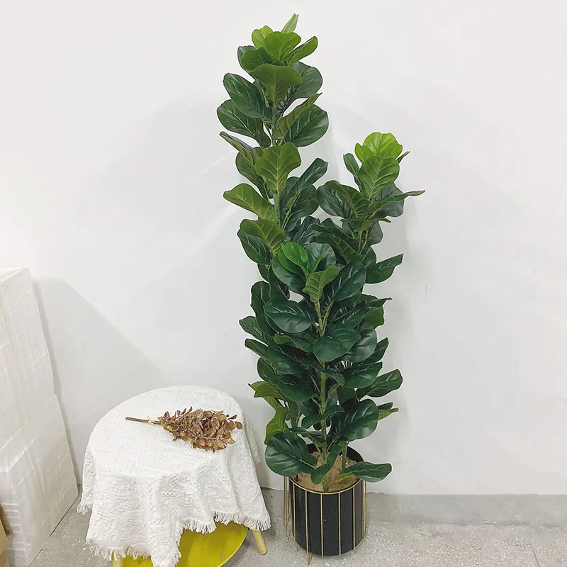 ต้นไม้เขตร้อนขนาด 35-150 ซม. ต - Fiddle Leaf Fig บทวิจารณ์และราคา